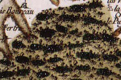 Cassini